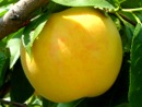 画像: 黄金桃の季節がきました。